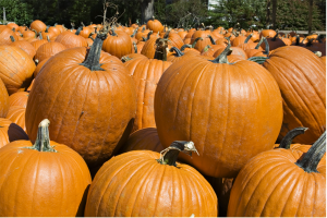 pumpkins and their benefits