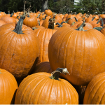 pumpkins and their benefits